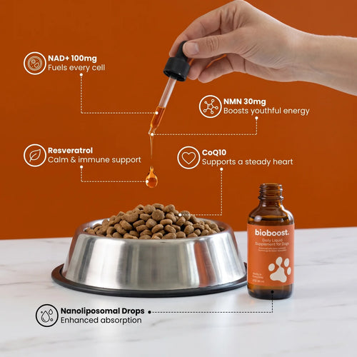 BioBoost NAD+ Longevity Drops For Dogs